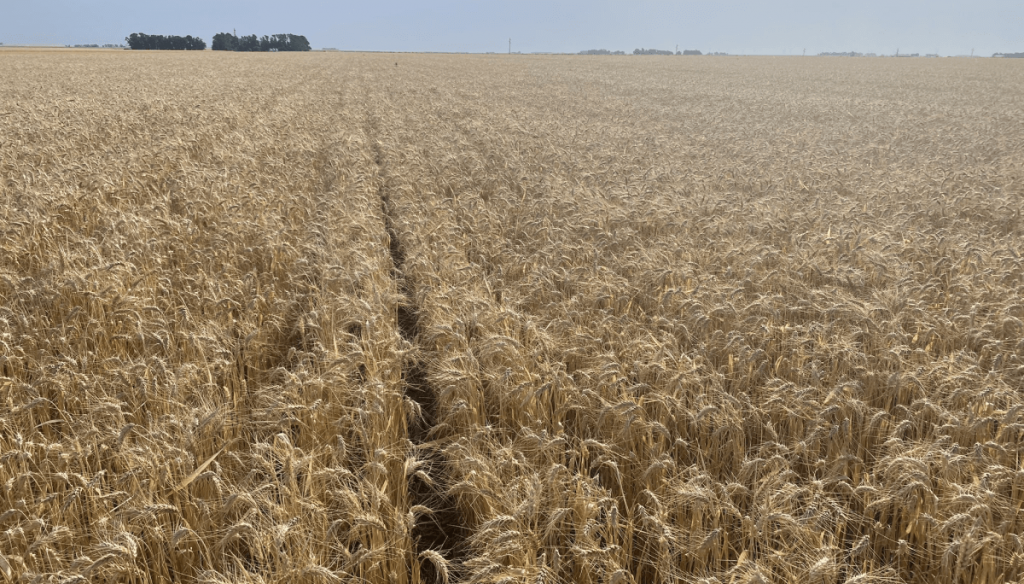 Para el Gobierno, la cosecha de trigo creció 50% y el nuevo récord es de 27,8 millones de toneladas