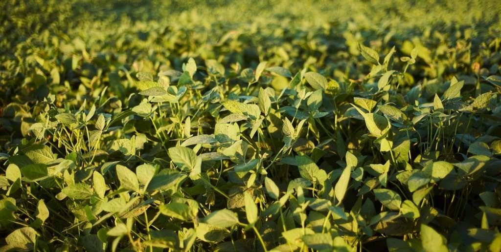 Por el déficit de lluvias hay 450.000 ha de soja 1ra en condición regular