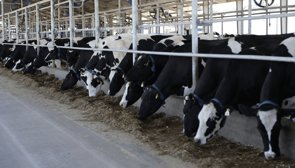 La lechería, otra vez en “rojo”: en promedio, cada tambo pierde $ 12,7 por litro producido