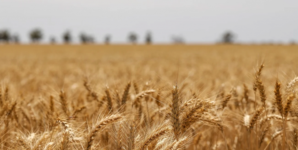 La cadena agropecuaria mostró un fuerte crecimiento y alcanzó su nivel más alto en diciembre
