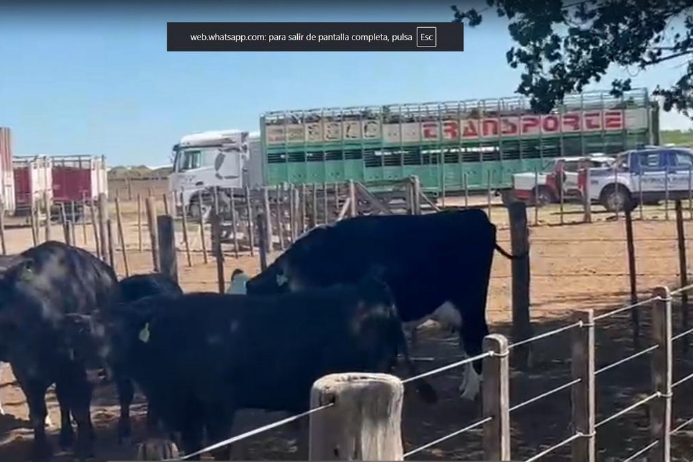 Se incautan 1.000 bovinos en un feedlot pero el dueño denuncia irregularidades