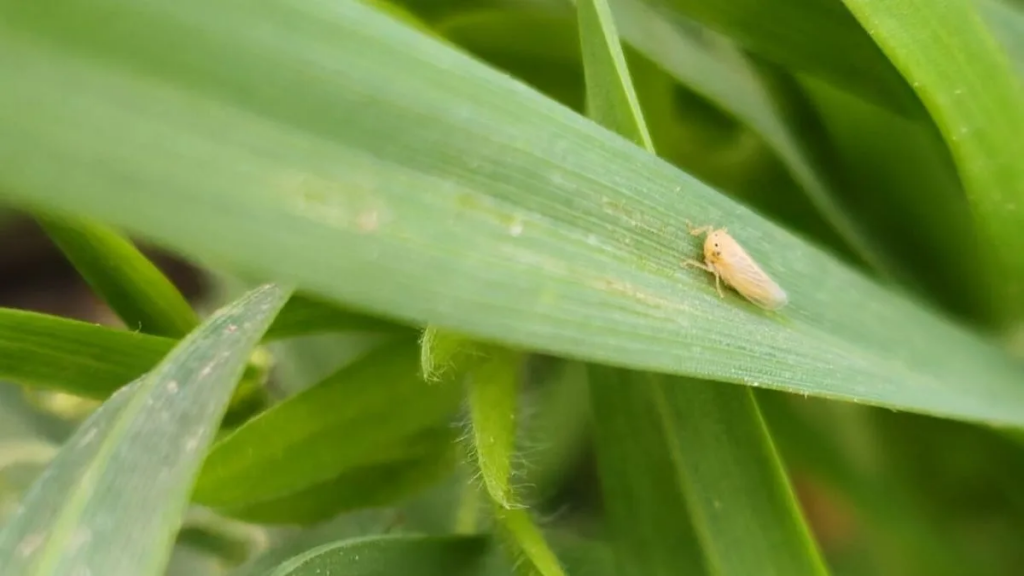 Chicharrita del maíz: advierten mayor presencia en el norte y recomiendan intensificar el monitoreo
