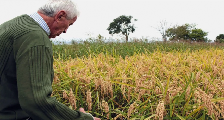 Santa Fe apuesta a sus propias semillas: nace el Programa Provincial de Multiplicaci&oacute;n de Semillas de Arroz