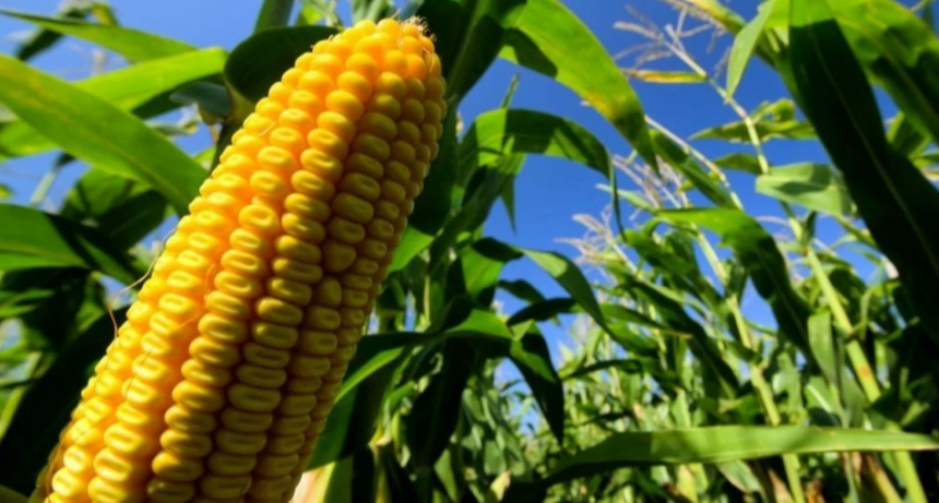 El retraso de la soja en Brasil abre una oportunidad para el ma&iacute;z argentino