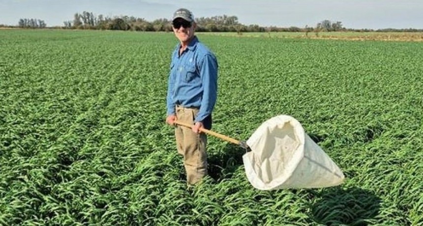 El 2026 arranca con baja presencia de chicharritas en la zona maicera central