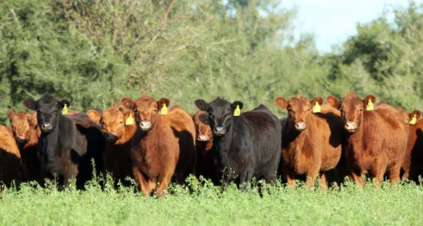 Acuerdo Unión Europea-Mercosur: un año clave para la carne vacuna argentina