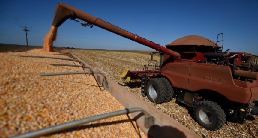 El maíz rompe todas las marcas: proyectan una cosecha récord de 62 millones de toneladas