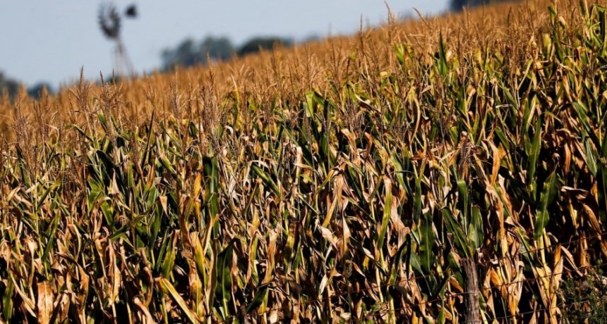 Cosecha r&eacute;cord en EE.UU. sacude al mercado de granos y genera impacto en Argentina