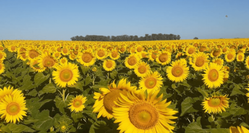 Girasol: el Senasa avanza con un plan preventivo para evitar la aparición de una “maleza plaga” letal
