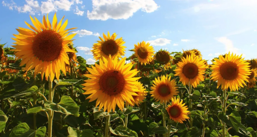 Exportaciones r&eacute;cord: Argentina fue el mayor proveedor de aceites de la India en 2025