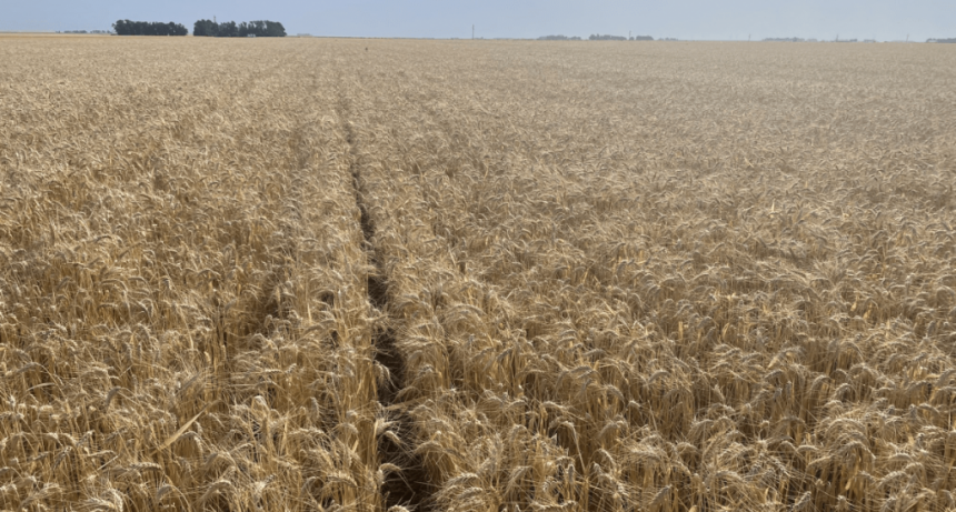 Para el Gobierno, la cosecha de trigo creció 50% y el nuevo récord es de 27,8 millones de toneladas