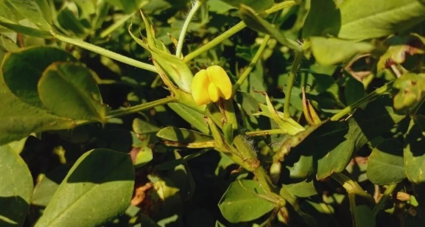 El más “dulce” del mundo: el sello distintivo del maní cordobés, que se potencia con la fertilización