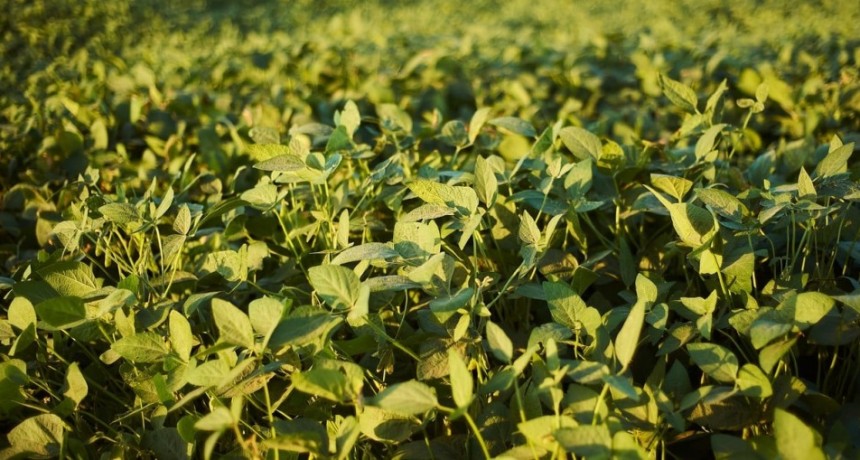 Por el déficit de lluvias hay 450.000 ha de soja 1ra en condición regular