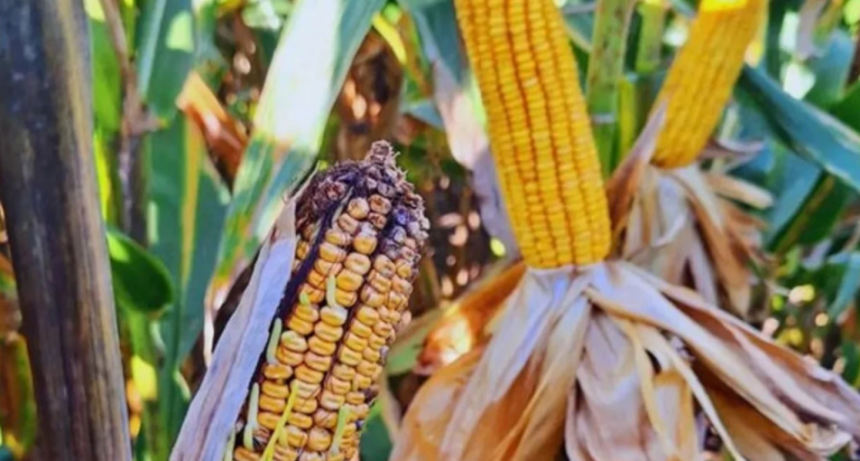 Un escenario para ocuparse: el clima y el avance del maíz tardío favorecieron a la chicharrita