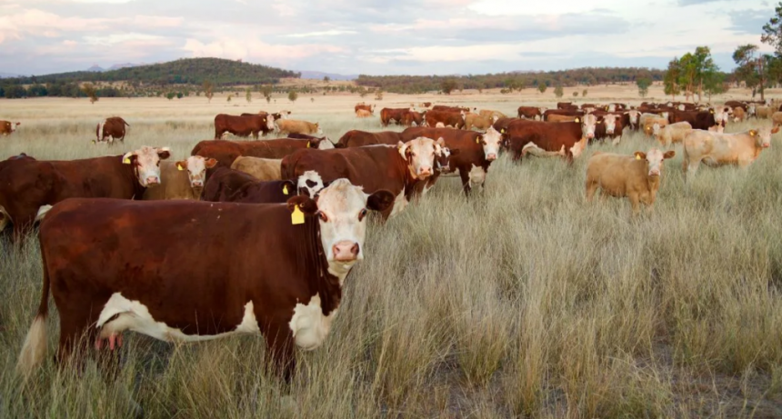 Sanidad animal: el Senasa habilita la importación de nuevas vacunas para enfermedades bovinas