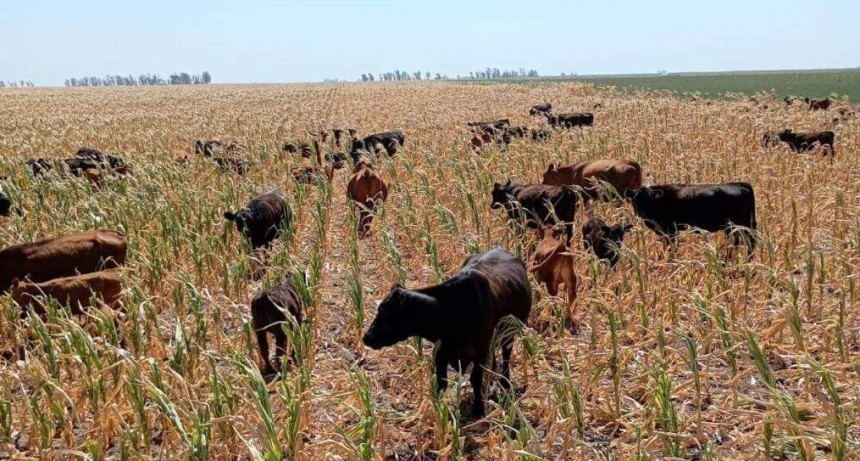 “La verdad es eso, tristeza”: sembró maíz soñando una gran cosecha y la sequía lo obligó a dárselo a las vacas
