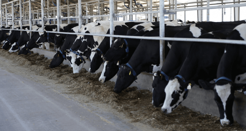 La lechería, otra vez en “rojo”: en promedio, cada tambo pierde $ 12,7 por litro producido