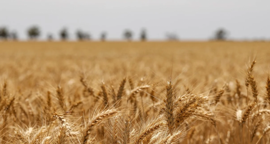 La cadena agropecuaria mostró un fuerte crecimiento y alcanzó su nivel más alto en diciembre