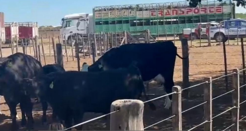 Se incautan 1.000 bovinos en un feedlot pero el dueño denuncia irregularidades