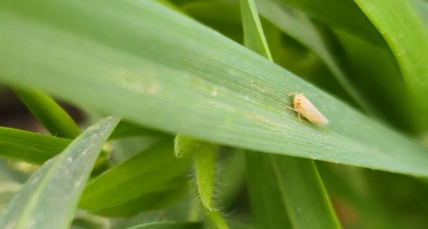 Chicharrita del maíz: advierten mayor presencia en el norte y recomiendan intensificar el monitoreo