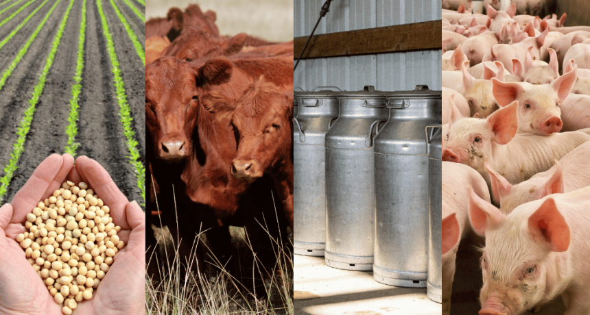 La rentabilidad del campo: en la carrera de los precios, solo la hacienda logró ganarle a la inflación