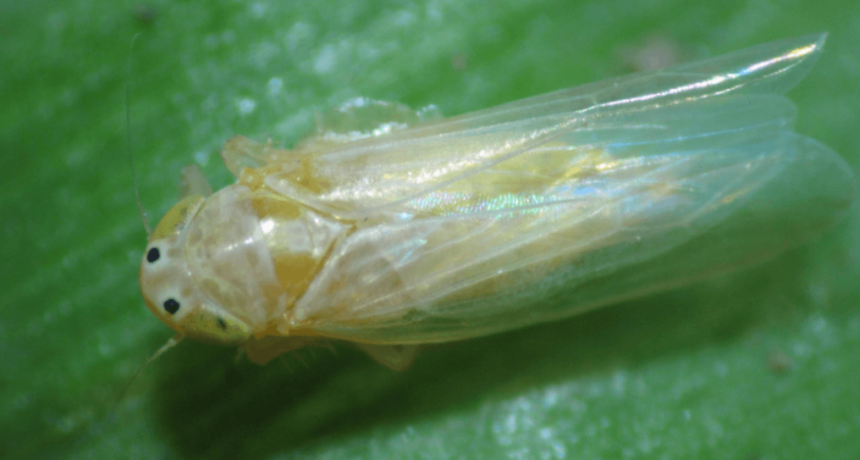 Chicharrita del maíz: “Se estima una campaña intermedia entre la epidemia de 2023/24 y la 2024/25”