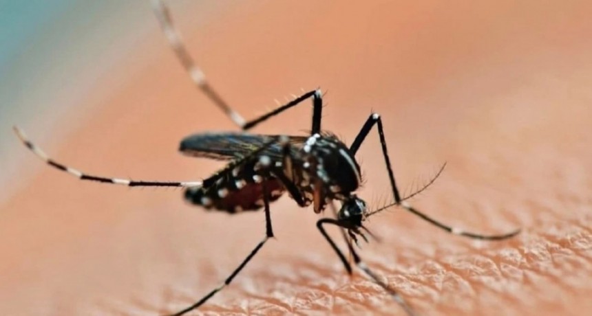 Dengue: insisten en el rol de la poblaci&oacute;n para eliminar los reservorios del mosquito