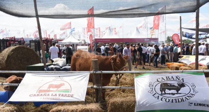  La ganader&iacute;a pisar&aacute; fuerte en Expoagro 