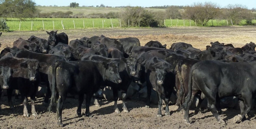 Suben los precios de la carne: menos oferta de ganado impacta en el mercado