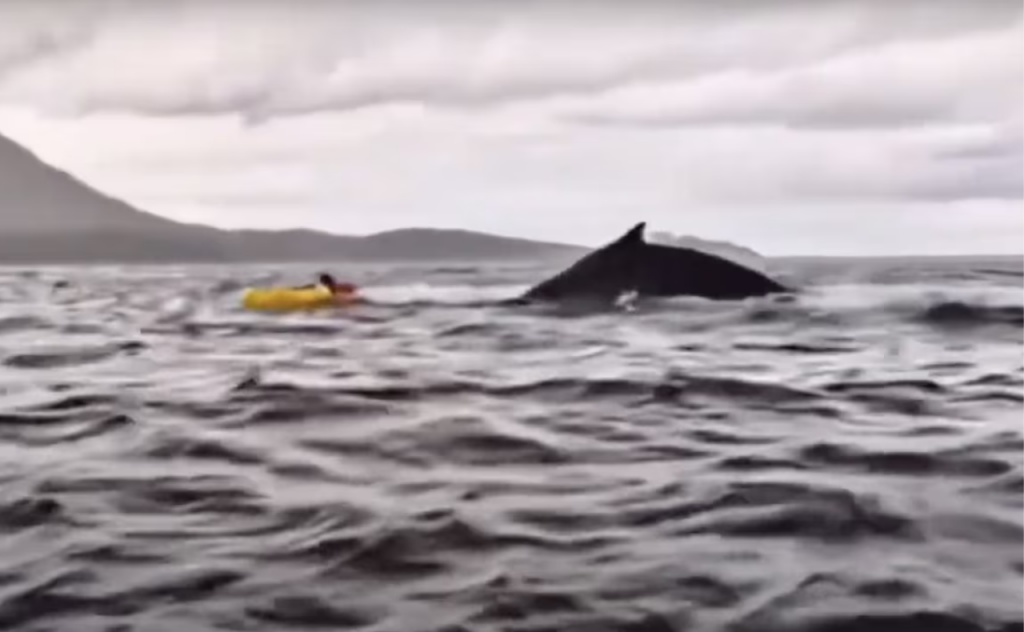 Sobrevivió luego de ser tragado por una ballena: 