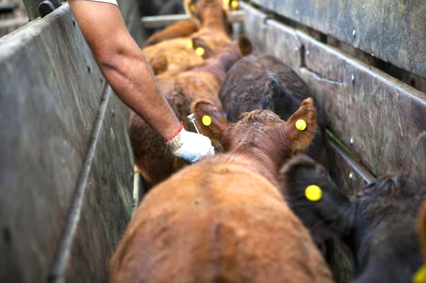 Medida: el Gobierno prepara una fuerte desregulación para importar vacunas para animales y alcanzaría a la antiaftosa