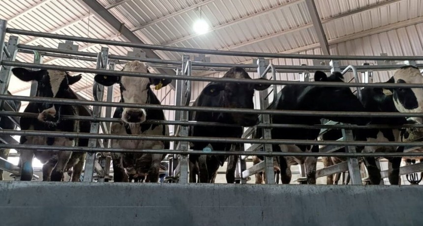 Los tambos comenzaron 2025 con el mayor crecimiento en 4 años, pero perdiendo contra la inflación