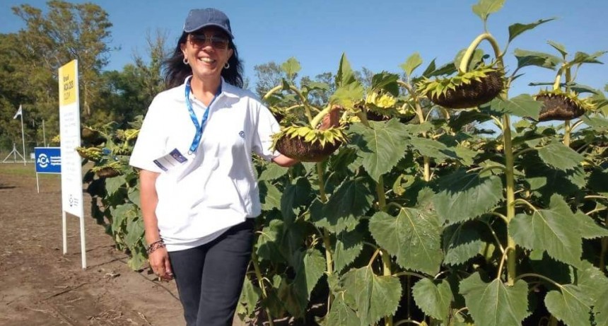 Con un presente de expansión, el girasol rebrota su pasado protagónico y alumbra un futuro prometedor