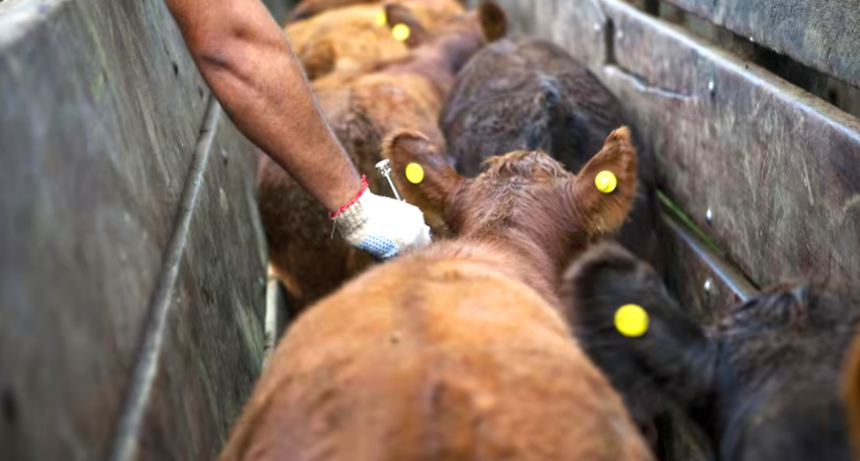 Medida: el Gobierno prepara una fuerte desregulación para importar vacunas para animales y alcanzaría a la antiaftosa