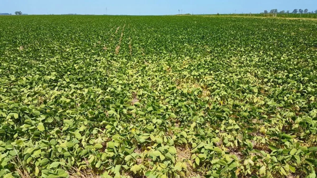 ¿Llegarán las lluvias a tiempo? Qué anticipa el pronóstico climático tras un enero crítico para la soja