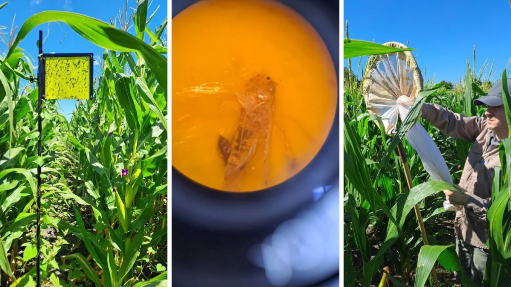 El calor acelera a la chicharrita y pone en alerta a los maíces tardíos