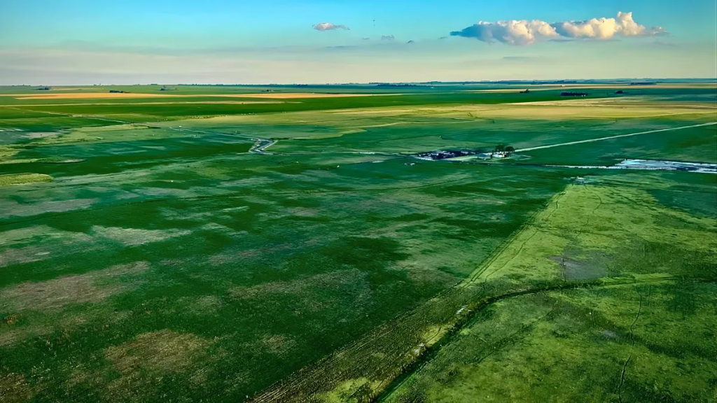 Once dólares más por tonelada de soja: la agricultura regenerativa es un buen negocio