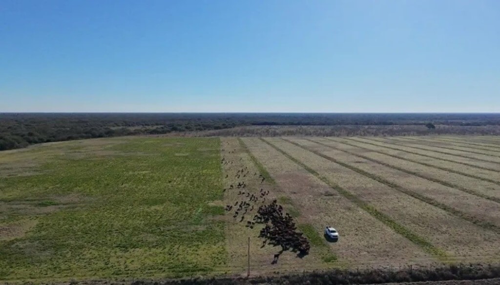 A la sombra de los algarrobos, un modelo innovador de ganadería regenerativa crece en Santa Fe