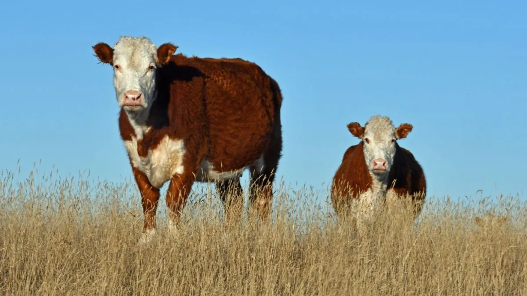 Sequía, recrías y stock: el clima define el despegue de la ganadería