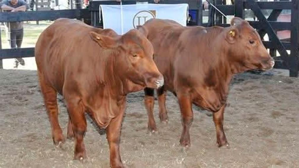 Cuatreros robaron terneros de raza Brangus en Añatuya