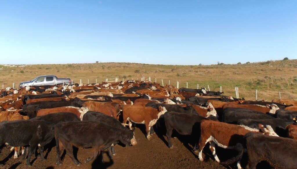 La luz amarilla de la sequía también llega a la carne: un dolor de cabeza en medio del “boom” ganadero