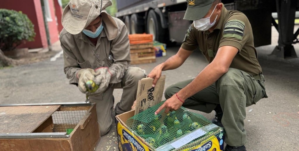Inédito operativo en Santa Fe permitió recuperar más de 500 animales silvestres