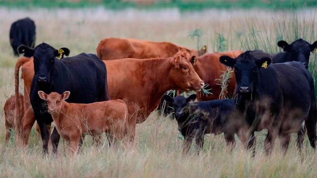Quimilí será sede de una Jornada de Encuentro Ganadero con foco en innovación y sanidad