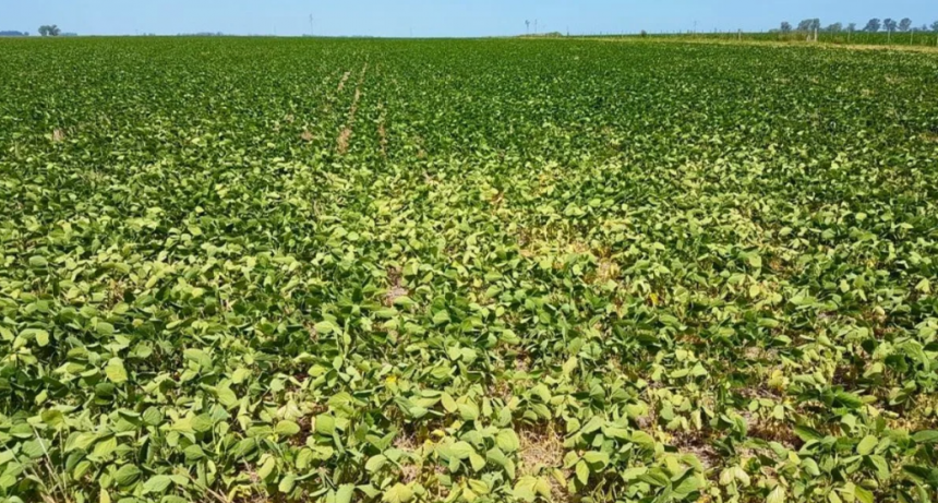 ¿Llegarán las lluvias a tiempo? Qué anticipa el pronóstico climático tras un enero crítico para la soja