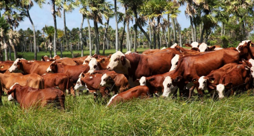 Acuerdo con EE.UU.: oportunidades y riesgos &iquest;Qu&eacute; va a pasar con la carne?