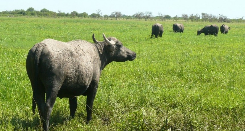 El b&uacute;falo gana terreno en Argentina: el rodeo creci&oacute; 115% en una d&eacute;cada
