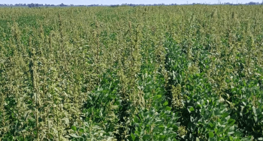 Otra alerta roja por malezas: el yuyo colorado sum&oacute; una nueva resistencia, ahora a un herbicida PPO