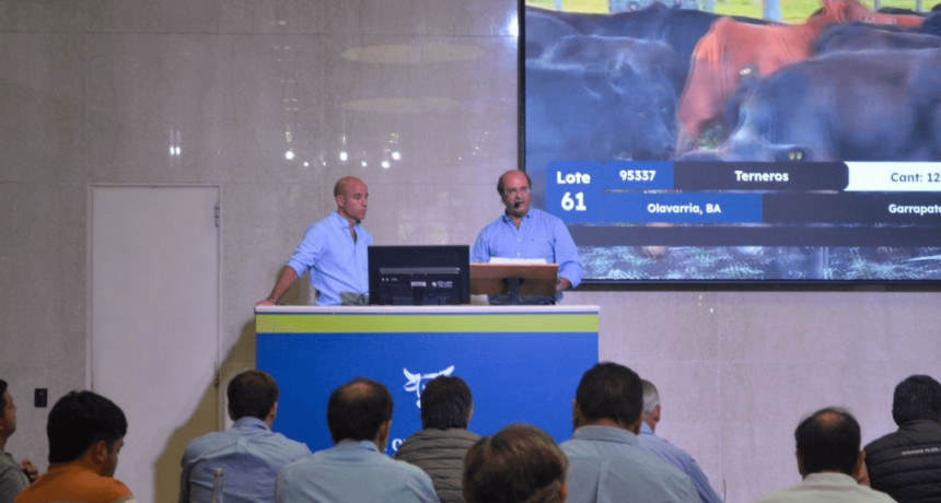 El ternero sube con fuerza y pone m&aacute;s presi&oacute;n a los precios ganaderos: super&oacute; los U$S 4 por kilo