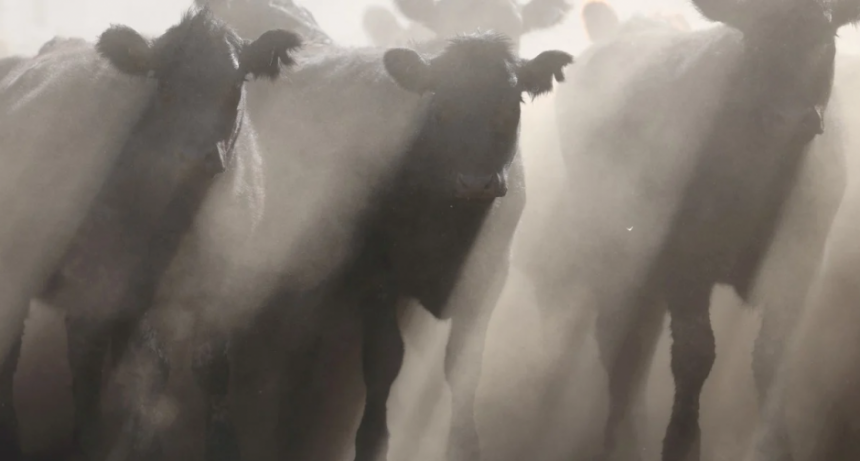 Hist&oacute;rico para la ganader&iacute;a argentina: en el remate de Rosgan se pag&oacute; cuatro d&oacute;lares el ternero