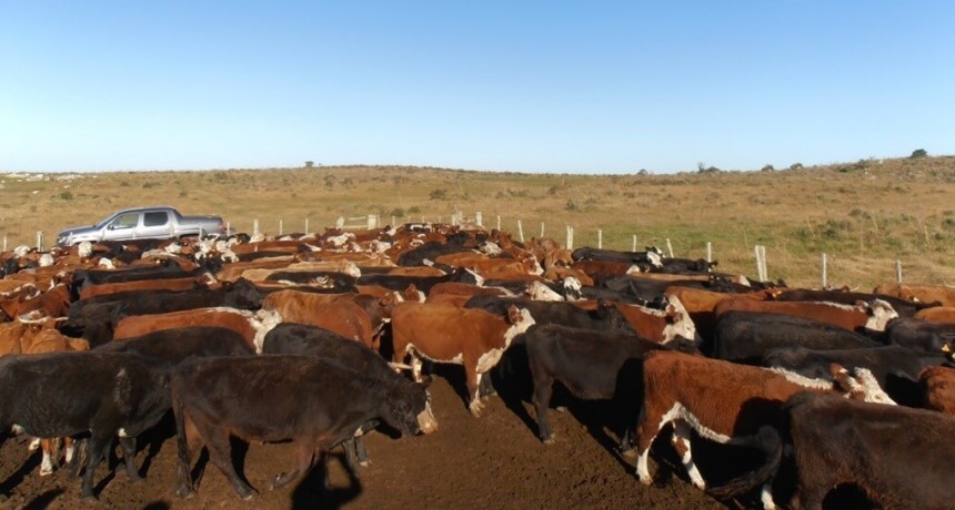 La luz amarilla de la sequ&iacute;a tambi&eacute;n llega a la carne: un dolor de cabeza en medio del &ldquo;boom&rdquo; ganadero